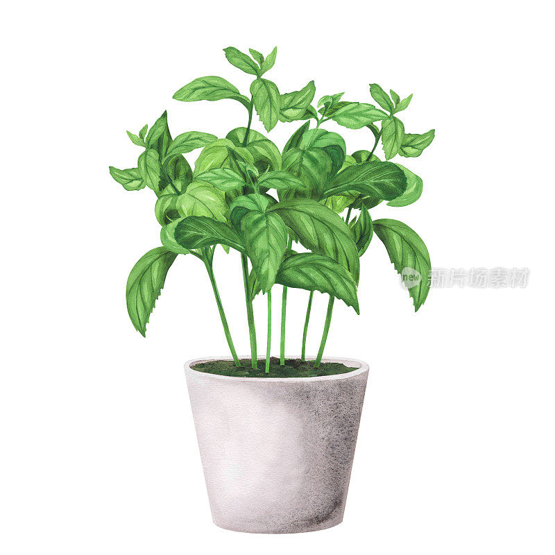 Bouquet fresh basil in concrete pot. Watercolor illustration Isolated on white background. Art for design greeting card
